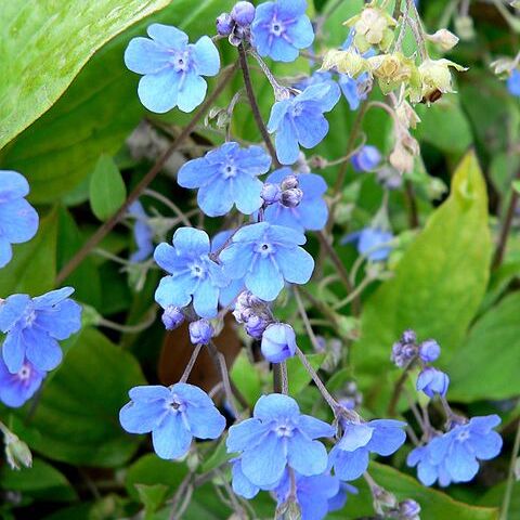 Omphalodes cappadocica unspecified picture