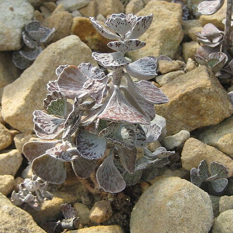 Kalanchoe rhombopilosa unspecified picture