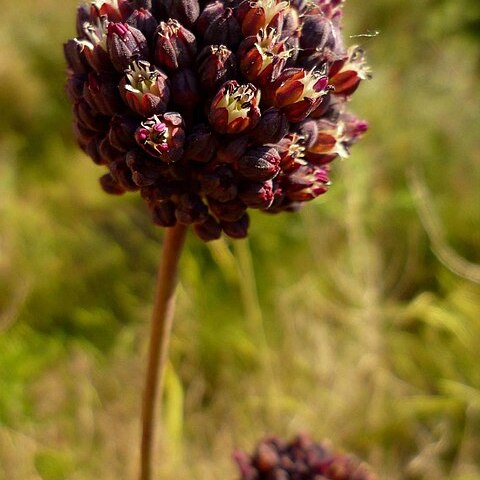 Allium melananthum unspecified picture