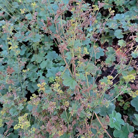 Alchemilla sericata unspecified picture