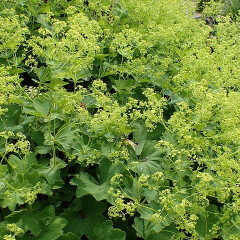 Alchemilla heterotricha unspecified picture