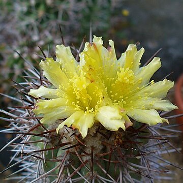 Copiapoa calderana unspecified picture