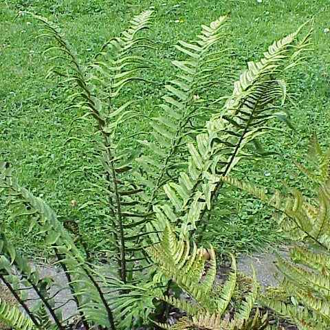 Dryopteris atrata unspecified picture