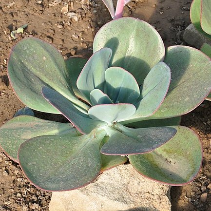 Echeveria gigantea unspecified picture