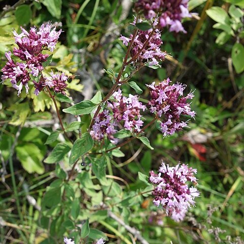 Nepeta rtanjensis unspecified picture