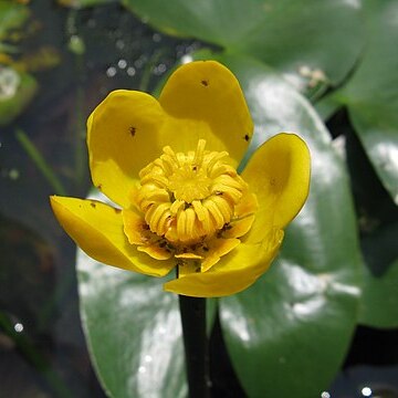 Nuphar saikokuensis unspecified picture