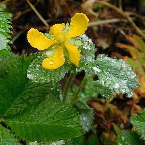 Potentilla lineata unspecified picture