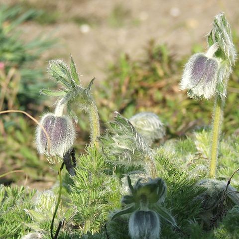 Pulsatilla violacea unspecified picture