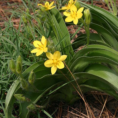 Hypoxis hemerocallidea unspecified picture