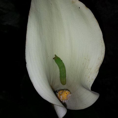 Zantedeschia odorata unspecified picture