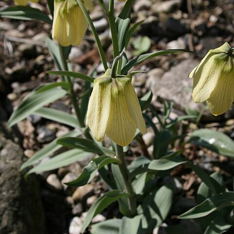 Fritillaria pallidiflora unspecified picture