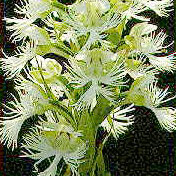 Platanthera praeclara unspecified picture