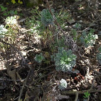 Artemisia kawakamii unspecified picture