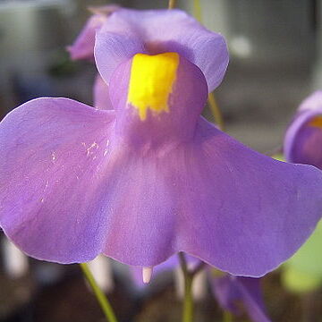 Utricularia longifolia unspecified picture