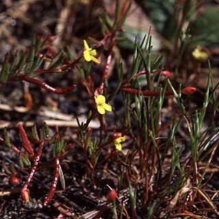 Camissonia strigulosa unspecified picture