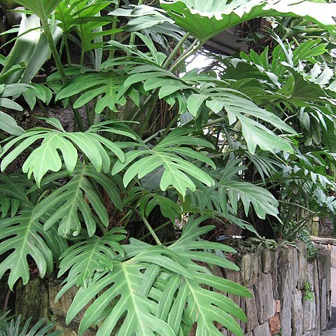 Philodendron pinnatifidum unspecified picture