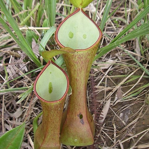 Nepenthes reinwardtiana unspecified picture