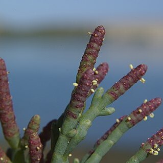 Salicornia pacifica unspecified picture