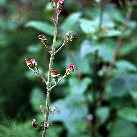 Scrophularia californica unspecified picture