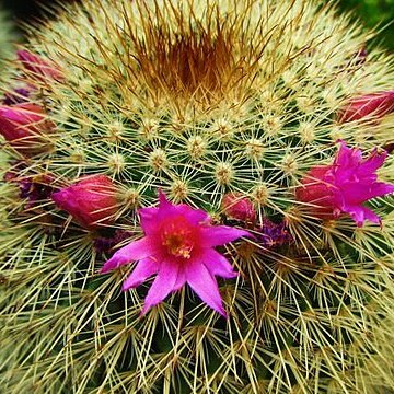 Mammillaria spinosissima subsp. pilcayensis unspecified picture