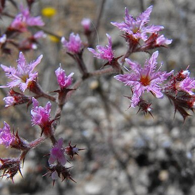 Chorizanthe fimbriata unspecified picture