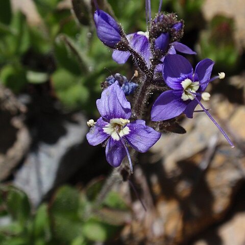 Veronica copelandii unspecified picture