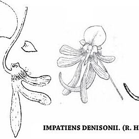 Impatiens denisonii unspecified picture