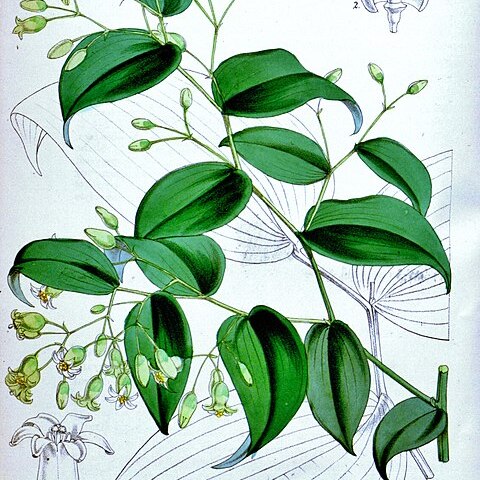 Behnia reticulata unspecified picture