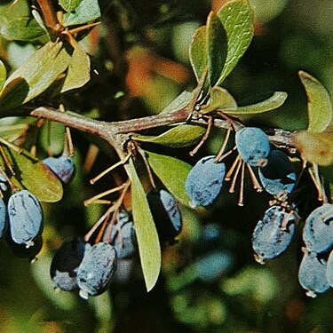 Berberis libanotica unspecified picture