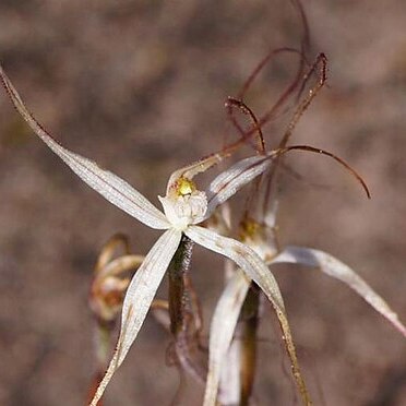 Caladenia capillata unspecified picture