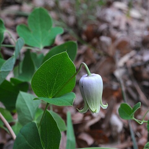 Clematis carrizoensis unspecified picture