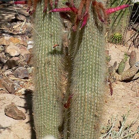 Cleistocactus unspecified picture