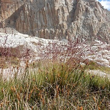 Calamagrostis muiriana unspecified picture