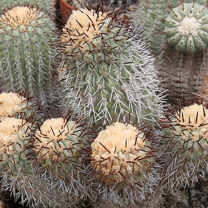 Copiapoa longistaminea unspecified picture