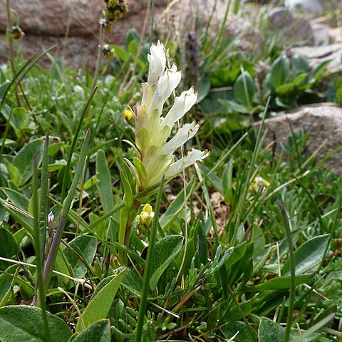 Chionophila unspecified picture