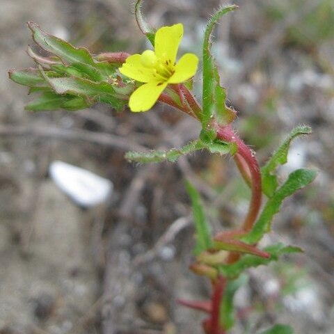 Camissoniopsis lewisii unspecified picture