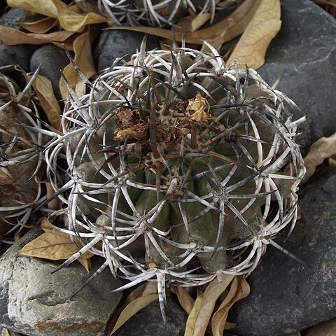 Copiapoa echinoides unspecified picture