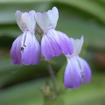 Collinsia multicolor unspecified picture