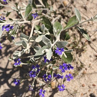 Dampiera altissima unspecified picture