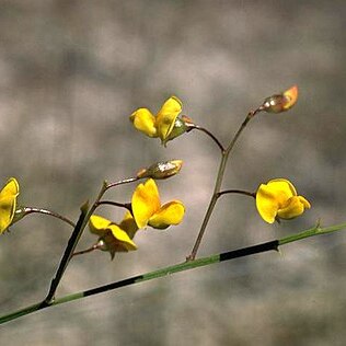 Daviesia reclinata unspecified picture