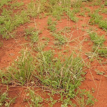 Digitaria coenicola unspecified picture