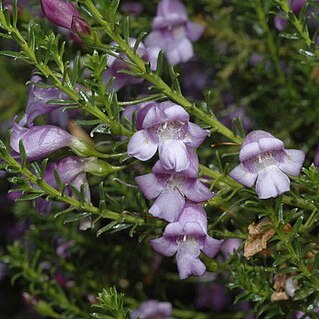 Eremophila sargentii unspecified picture