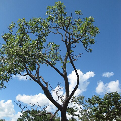 Erythrina haerdii unspecified picture