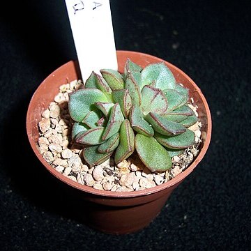 Echeveria moranii unspecified picture