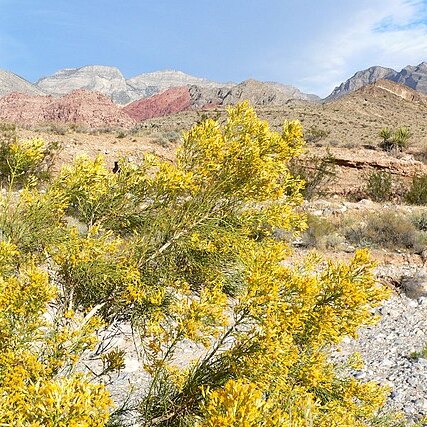 Ericameria paniculata unspecified picture