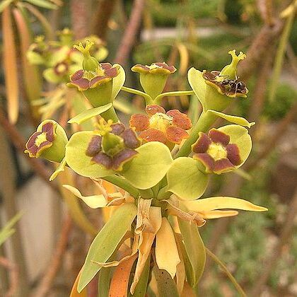 Euphorbia piscatoria unspecified picture