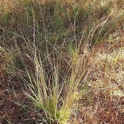 Eriochloa australiensis unspecified picture