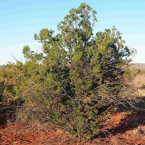 Eremophila duttonii unspecified picture