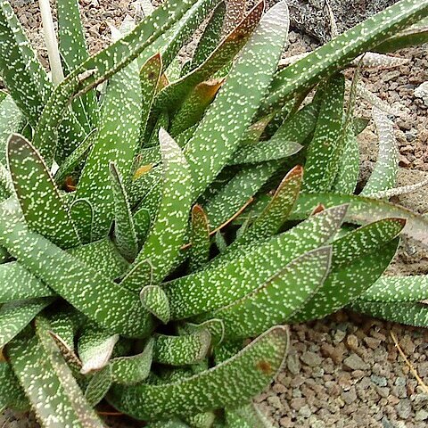 Gasteria carinata unspecified picture