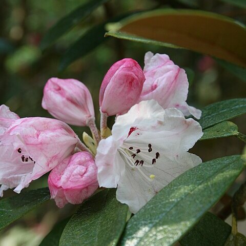 Rhododendron wiltonii unspecified picture